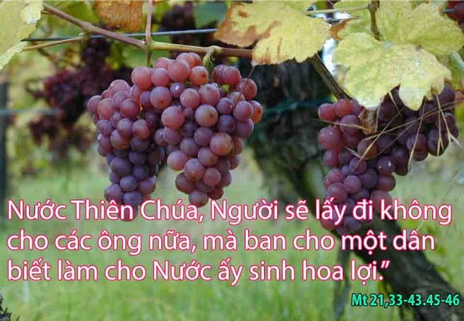 THỨ SÁU 06/03/2026 – Thứ Sáu tuần II Mùa Chay – Dụ Ngôn Những Tá Điền Trong Vườn Nho.